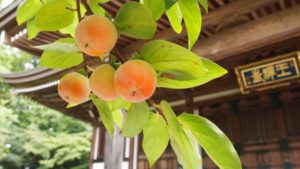 禅寺丸柿